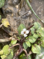 Nasturtium officinale