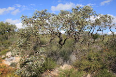 Eucalyptus pleurocarpa