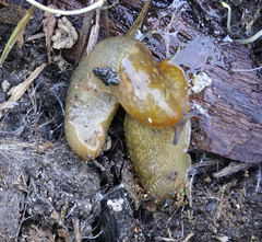 Limacus