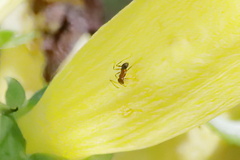 Pheidole dentata