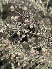 Artemisia californica