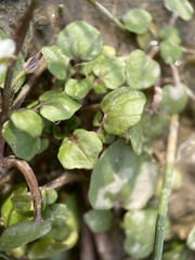 Nasturtium officinale