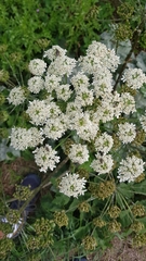 Heracleum sphondylium
