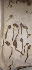 Psilocybe semilanceata