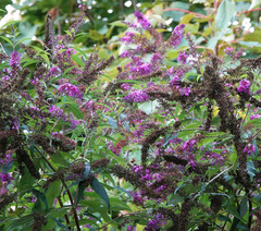 Buddleja davidii