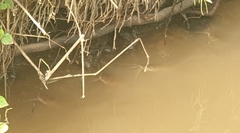Siluriformes
