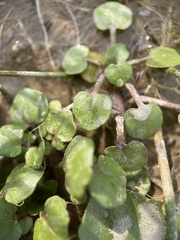 Nasturtium officinale