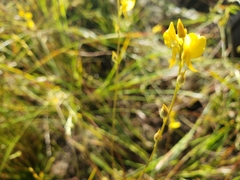 Utricularia