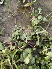Nasturtium officinale