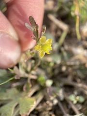 Halerpestes cymbalaria