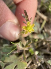 Halerpestes cymbalaria