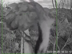 Gorsachius melanolophus