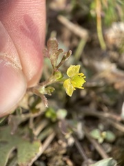 Halerpestes cymbalaria