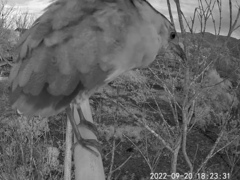 Gorsachius melanolophus