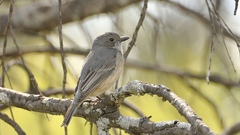 Pachycephala rufiventris
