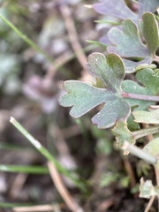 Halerpestes cymbalaria