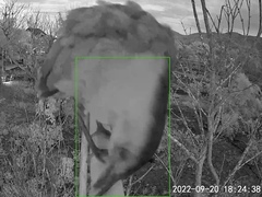 Gorsachius melanolophus