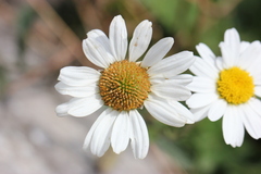 Leucanthemum vulgare