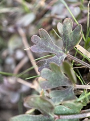 Halerpestes cymbalaria