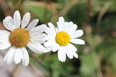 Leucanthemum vulgare