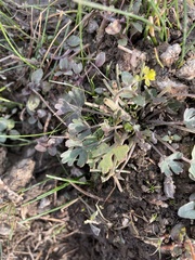 Halerpestes cymbalaria