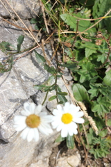 Leucanthemum vulgare