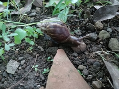 Lissachatina fulica