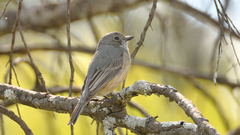 Pachycephala rufiventris