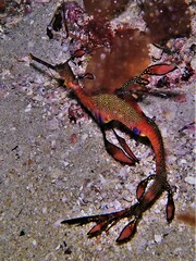 Phyllopteryx taeniolatus