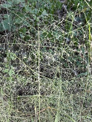 Eragrostis intermedia