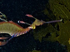 Phyllopteryx taeniolatus