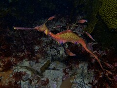 Phyllopteryx taeniolatus