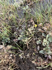 Halerpestes cymbalaria