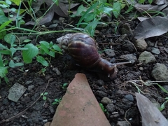 Lissachatina fulica