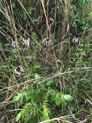 Echinacea sanguinea