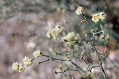 Eriogonum heermannii