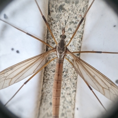 Tipula