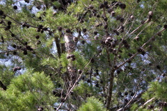 Pinus clausa
