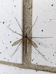 Tipula