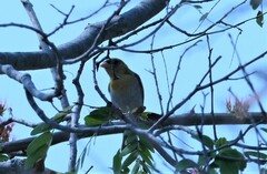 Ploceus