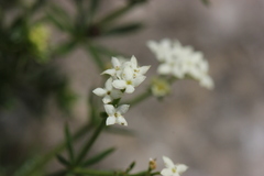Galium megalospermum