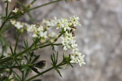Galium megalospermum