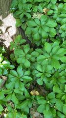 Pachysandra terminalis