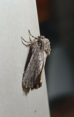 Ectopatria paurogramma