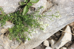 Galium megalospermum