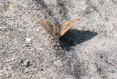 Erynnis horatius