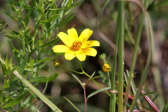 Bidens mitis