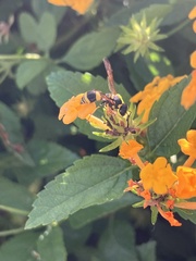 Eumenes mediterraneus