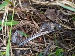 Egretta novaehollandiae