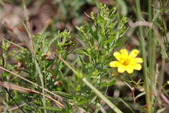 Bidens mitis